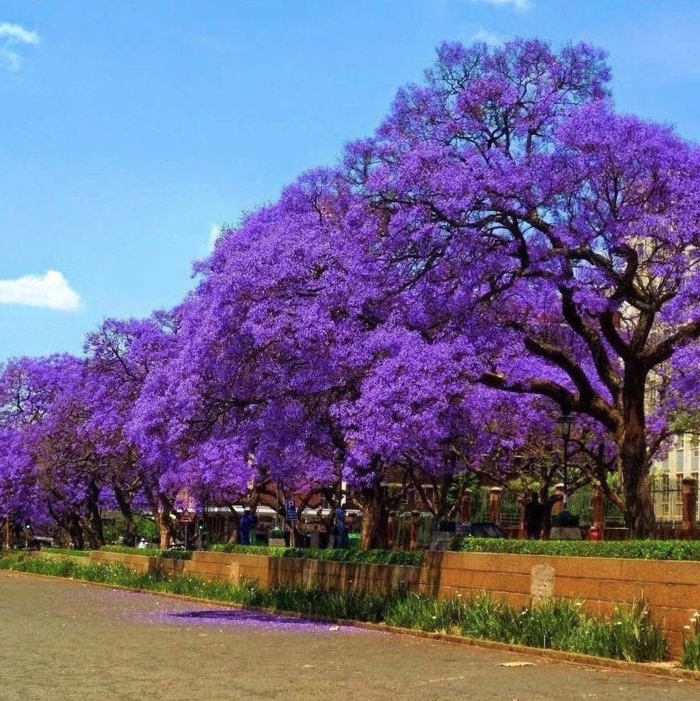 LIVE PLANT 3ft Jacaranda mimosifolia Blue Jacaranda Tree Black