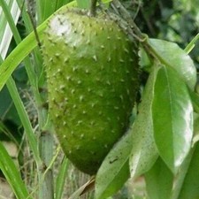 5 Pound Box Organically Grown Soursop Fruit/ Guanabana / Fresh Rare Hard to Find