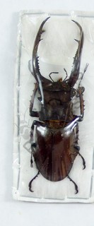 BEETLES (260985) Lucanidae Lucanus sp. Laos