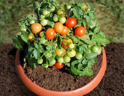 Seeds Tomato Balcony Miracle Red Vegetable Self-pollinating Organic Non GMO  | eBay