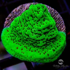 WA Season's Greetings Montipora - Live Coral Frag