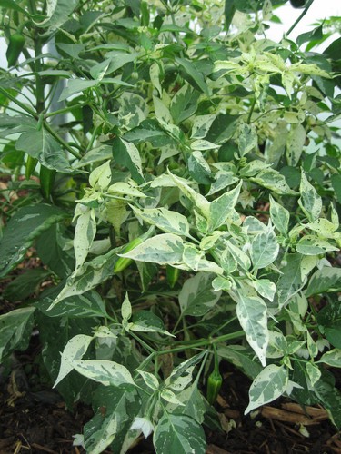 HOT CHILLI PEPPER FISH 60 FINEST SEEDS - Picture 3 of 3