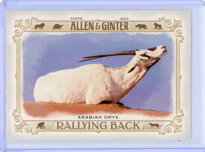 2021 Topps Allen & Ginter Arabian Oryx Rallying Back Insert Card #RB-4