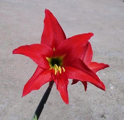 Hippeastrum reginae (Naranjillos, Prov. Carrasco) (amaryllis rare flower) 1 bulb