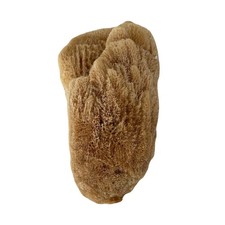 Natural Unbleached Sea Sponge - 7" x 4" x 4"