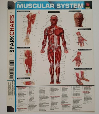 Muscular System SparkCharts Study Guide 2002 New 2 pages