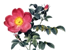 1990 Vintage Print Rose Flower Rosa Eglanteria Eglanteria Sub Nebra Floral Roses