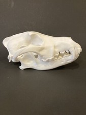 Wolf Skull