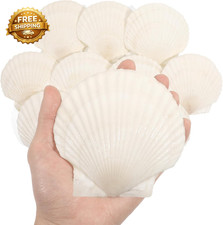 10 PCS 4 5 Inch Large Scallop Shells for Crafting