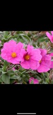 Cistus Sunset Rock Rose 2L Plant + 2 Free 9cm