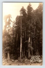 Postcard RPPC California Redwood Highway Giant Tree Park Car 1930s Patterson 888