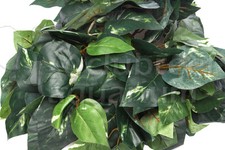 Repta Vine 6' Terrarium Silk Like Plant Red, Purple Coleus, Pothos, Ivy 6 ft