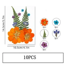 10PCS Real Pressed Dry Flower collection, yellow Flower with leaf stem FSS503