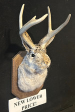5  Pt. Jackalope REAL Antlers & Rabbit Home Decor Gifts Taxidermy Oddity