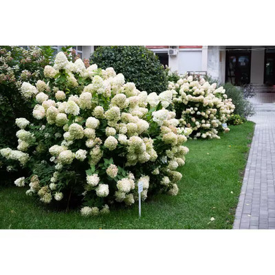 5 Gal. White Wedding Hydrangea   Elegant Hydrangea Shrub with Pure White Blooms