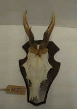 Vintage Roe Deer Skull With 6 Point Antlers On Oak Shield Mount (K5A)