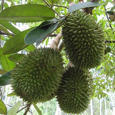 Durian (Durio zibethinus) - 1 germinated seed
