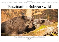 Faszination Schwarzwild (Wandkalender 2026 Din A4 Quer), Calvendo Monatskalender