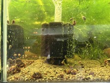 50 Live Ramshorn and Bladder snails. Clean-Up crew or feeder snails