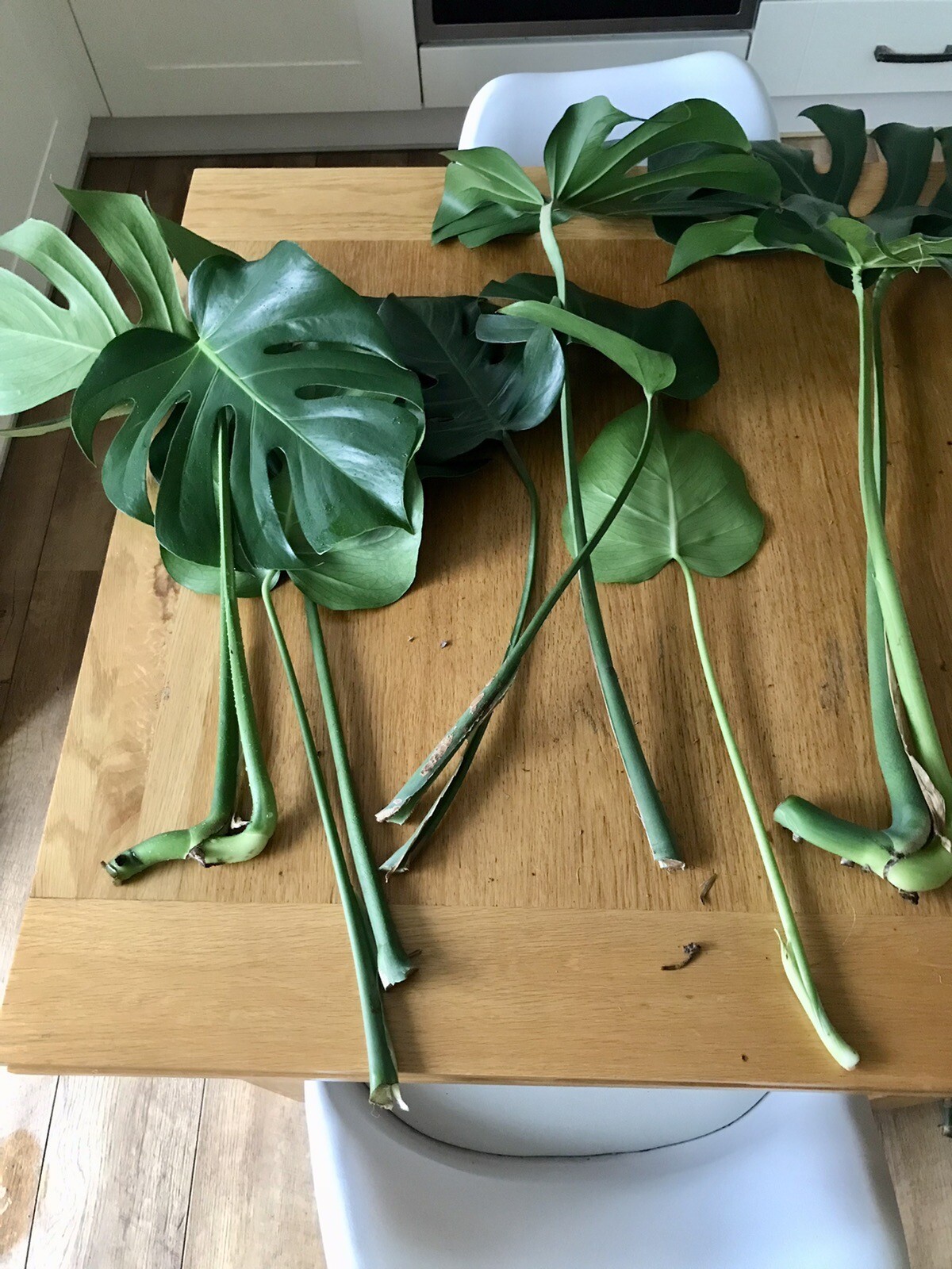 Fresh Swiss Cheese Plant cuttings (large) eBay