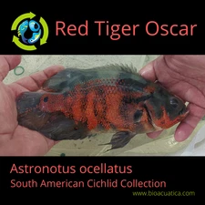 GREAT QUALITY RED TIGER OSCAR 3/4 TO 1 INCH UNSEXED (Astronotus ocellatus)