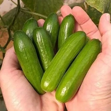 15 Mini me Beit-Alfa Cucumber Seeds One bag of 15 seeds. FREE SHIPPING
