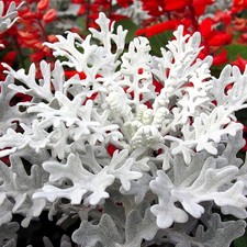 - Seeds Dusty Miller Silver Groundsel Silver Dust Cineraria Perennial Flowers...