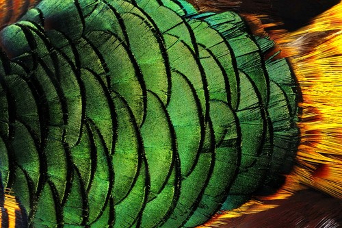 1/8 Lb. - Natural Yellow Golden Pheasant Plumage Wholesale Feather Halloween - Picture 7 of 8