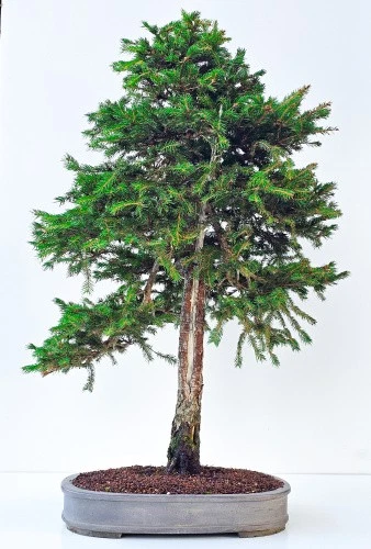 Pflanzen, Bonsai Picea online kaufen | eBay.de