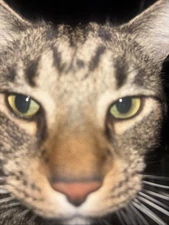 This Kitty Eating Food Funny Cat Waterproof Cat Meow Meow