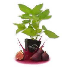 Chicago Hardy Fig Tree - Live Plants in 3 Inch Growers Pots - Ficus Carica
