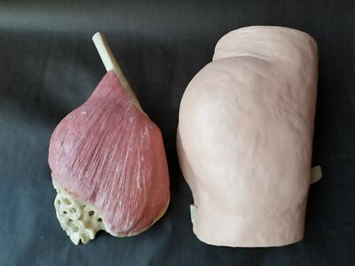 Two Piece Hard And Soft Tissue Pelvis Medical Doctor, Nurse Training Aid / Model