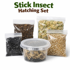 Stick Insect "Tirachoidea Pharnacia" Hatching Kit (Please Read Description)