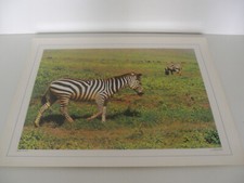 ANCIENNE PLANCHE AFFICHE POSTER PHOTO SCOLAIRE ZEBRE KENYA CHAIX