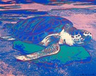 Turtle A1+ by Andy Warhol High Quality Canvas Print Pop Art, Wall Art