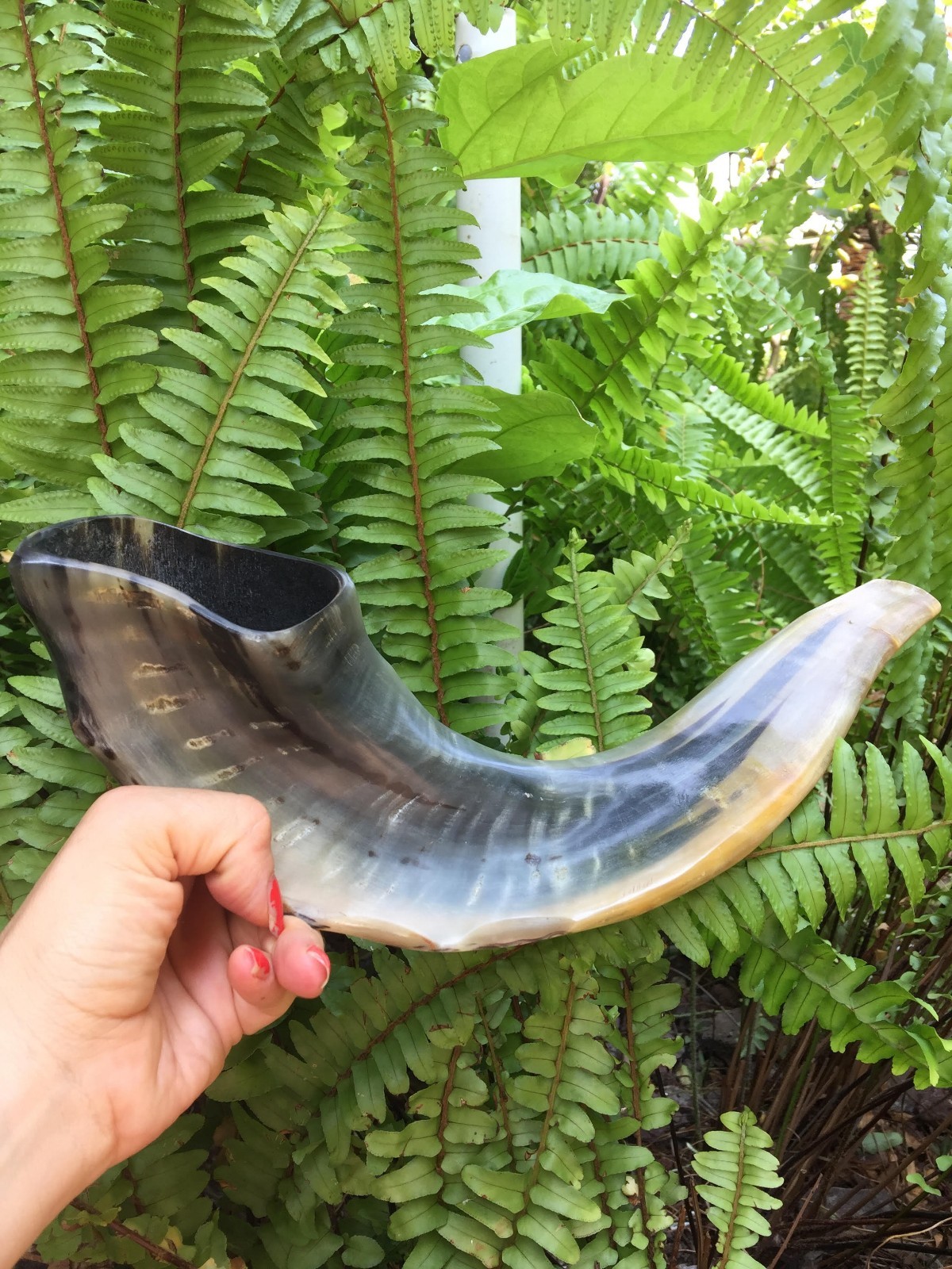 15 18" Kosher Jewish SHOFAR Ram Horn Full Natural Good Quality Sound