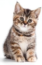 Aufkleber Auto Motorrad Tier Tiere Baby Katze Kätzchen Getigerte Kind