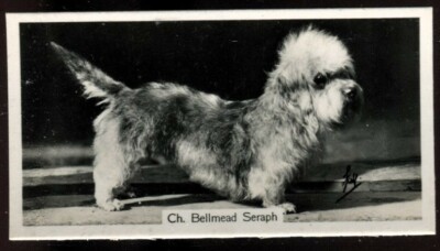 Tabakkarte, John Sinclair, Champion Dogs, A Serie, 1938, Dandy Dinmont Terrier, #12