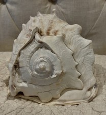 Queen Helmet Large Heavy Natural Conch Seashell 9.25&rdquo; X 7&rdquo; Outer Lip Damage Look