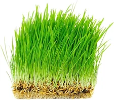 (Free Duty Tax) Thunder Acres Non GMO, Certified Organic, Oat Seed (1/2 lb.)