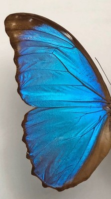 MORPHO MENELAUS HUEBNERI(=ssp.MENELAUS)**male****Brazil-Obidos(papered)