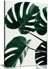 Green Monstera Natural Plant Leaves Framed Canvas Print Wall Art Home Decor