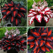 Hosta Seeds Red for Planting, 210 pcs Rare Hosta Flower Seeds Red and Black Pere