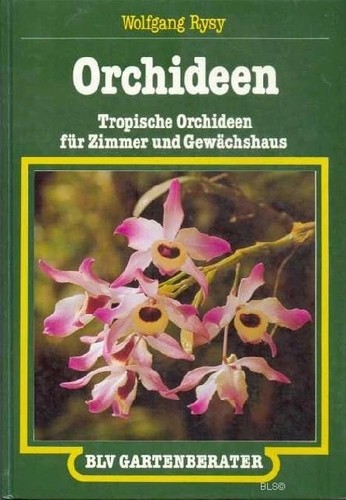 Disegno Del Fiore Dell'orchidea Isolato Su Fondo Bianco Illustrazione