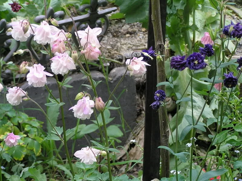 Aquilegia, Granny Bonnets, Columbine  Ballerina Pink Flower 50 plus  Seeds - Image 4 of 4