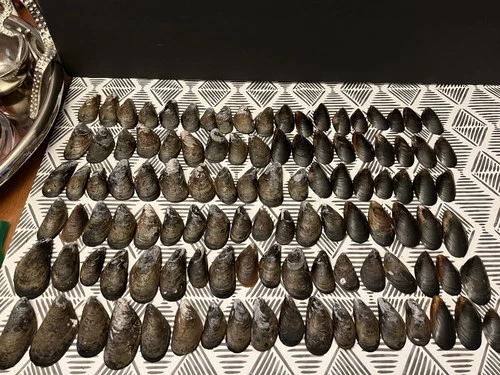 Lot of 110 Atlantic Blue Mussel Half Shells Approx 1  1/2" - 3” Wild Caught