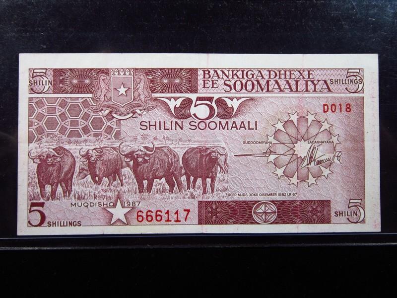 Somalia 5 Shillings 1983 Unc Cape Buffalo Central Bank Soomaaliya Money h6117