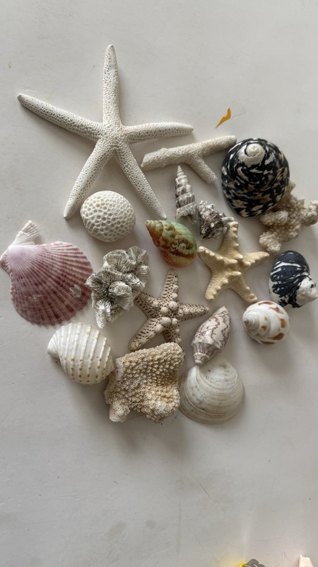 18 Sea Shells, Corals, Star Fish, Mosaic Tun, Magpie, etc.