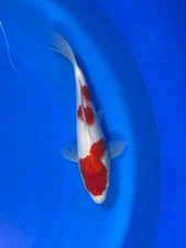 Kohaku Dainichi Japanese Imported Koi “10 Inch”