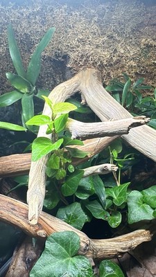 18x18x24 Exo Terra Frog Vivarium Terrarium with WaterFall